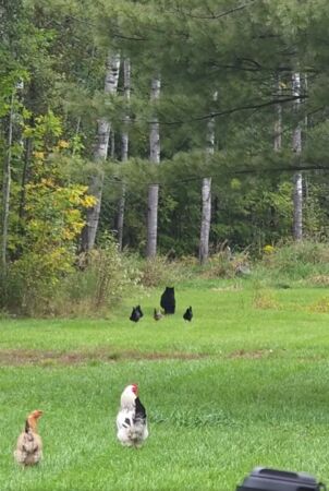 ▲母雞們追著熊,公雞站在遠處觀看。(圖/翻攝自Harmony Mobile Veterinary Clinic, PLLC)