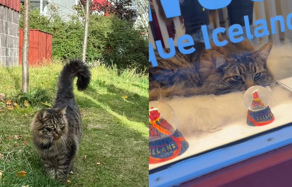 女收簡訊發現寵物貓被鎖在商店 「舒服窩櫥窗」當裝飾品爆紅。(圖/翻攝自Instagram/volvo_the_cat)