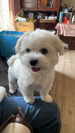 瑪爾濟斯毛剪壞。(圖/Threads@springroll0701提供)