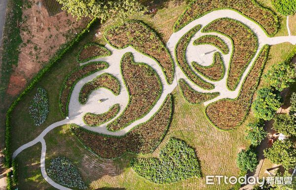 ▲台中東海大學11月迎來一座全新地標「小王子的玫瑰園」。(圖/古典玫瑰園提供)