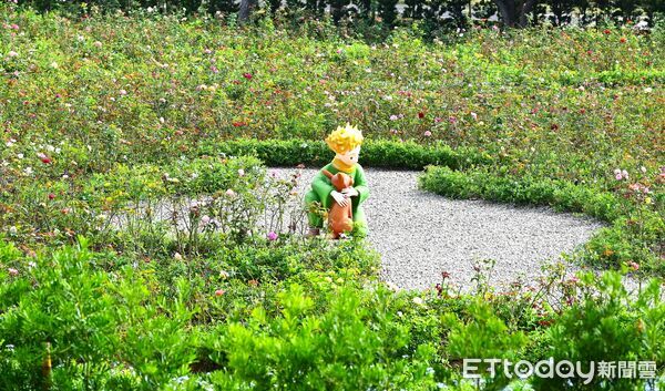 ▲台中東海大學11月迎來一座全新地標「小王子的玫瑰園」。(圖/古典玫瑰園提供)