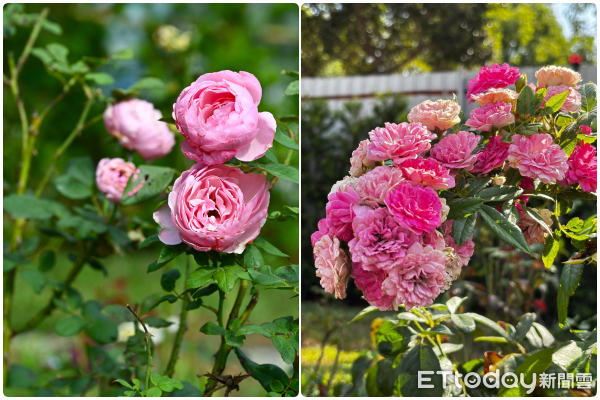 ▲台中東海大學11月迎來一座全新地標「小王子的玫瑰園」。(圖/古典玫瑰園提供)