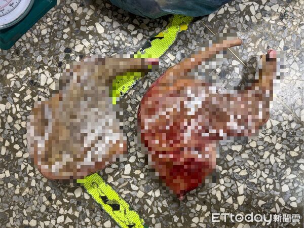 ▲▼ 。(圖/社團法人新竹縣流浪動物珍愛協會提供)