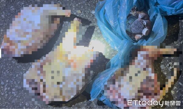 ▲▼ 。(圖/社團法人新竹縣流浪動物珍愛協會提供)