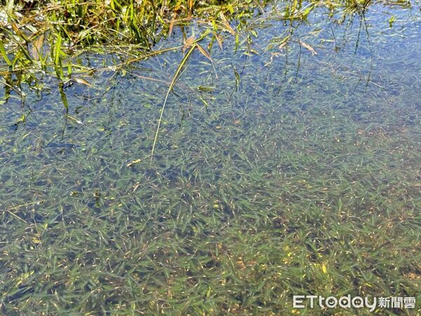 ▲▼文大教授周昆炫表示,因為大雨讓陽明山上向天池上的向天蝦大量孵育。(圖/周昆炫提供)