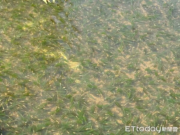 ▲▼文大教授周昆炫表示,近期因為大雨讓陽明山上向天池上的向天蝦大量孵育。(圖/周昆炫提供)