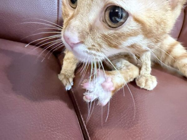 ▲。(圖/Threads@kristytien提供,請勿隨意翻拍,以免侵權。)