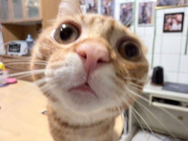 ▲。(圖/Threads@kristytien提供,請勿隨意翻拍,以免侵權。)