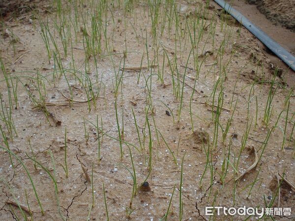 ▲紅豆田注意溝渠暢通。(圖/高雄區農改場提供)