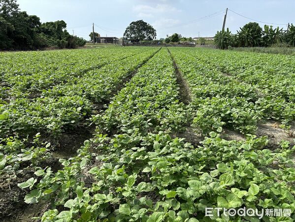 ▲紅豆田注意溝渠暢通。(圖/高雄區農改場提供)