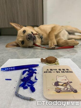 ▲。(圖/Threads@peanut_twodoudou提供,請勿隨意翻拍,以免侵權。)