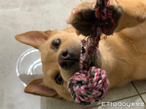 ▲。(圖/Threads@peanut_twodoudou提供,請勿隨意翻拍,以免侵權。)