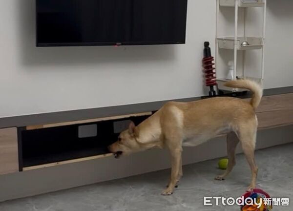 ▲。(圖/Threads@peanut_twodoudou提供,請勿隨意翻拍,以免侵權。)