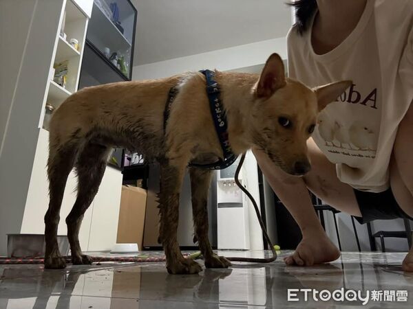 ▲。(圖/Threads@peanut_twodoudou提供,請勿隨意翻拍,以免侵權。)