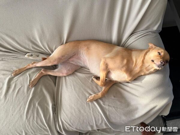 ▲。(圖/Threads@peanut_twodoudou提供,請勿隨意翻拍,以免侵權。)