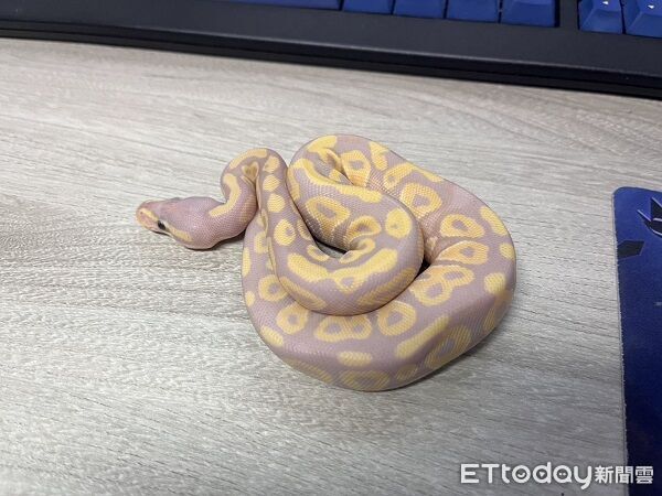 ▲。(圖/新北市動物保護防疫處提供)