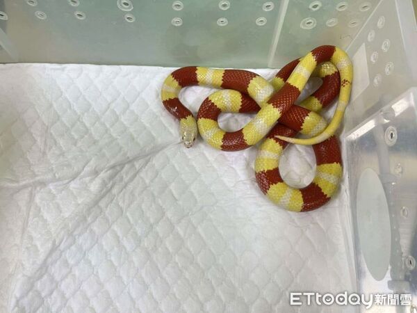 ▲。(圖/新北市動物保護防疫處提供)