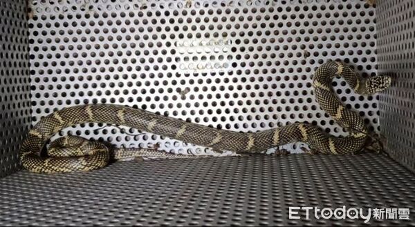▲。(圖/新北市動物保護防疫處提供)