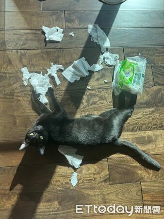 ▲。(圖/Threads@wooyameow提供,請勿隨意翻拍,以免侵權。)