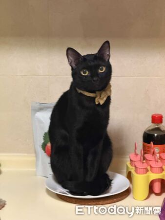 ▲。(圖/Threads@wooyameow提供,請勿隨意翻拍,以免侵權。)