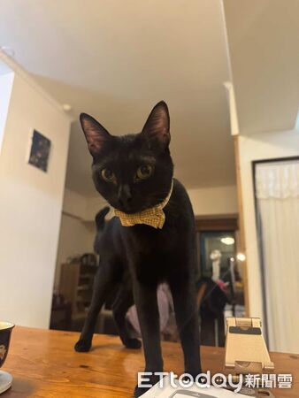 ▲。(圖/Threads@wooyameow提供,請勿隨意翻拍,以免侵權。)