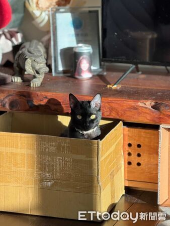 ▲。(圖/Threads@wooyameow提供,請勿隨意翻拍,以免侵權。)