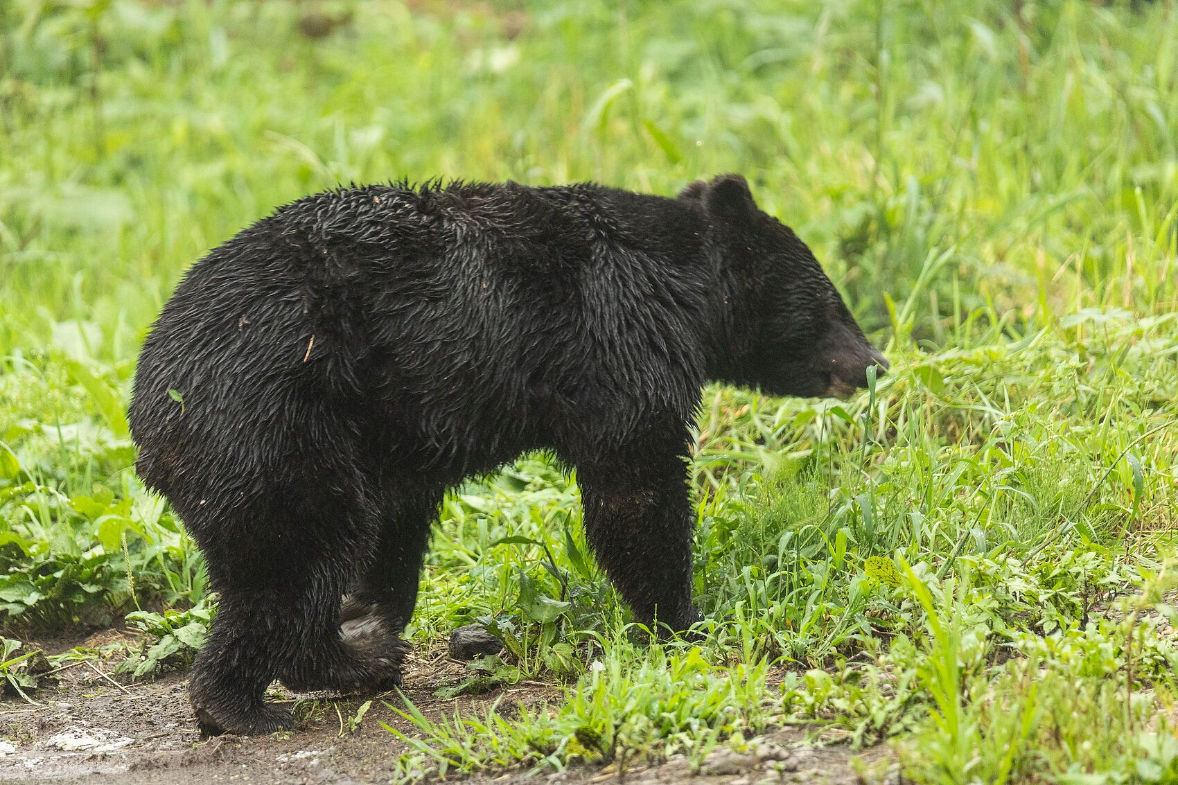▲▼日本,熊,野熊,黑熊。(圖/VCG)