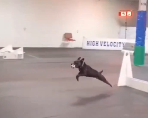 狗狗障礙賽造乾哪飛。(圖/翻攝自X@@buitengebieden)