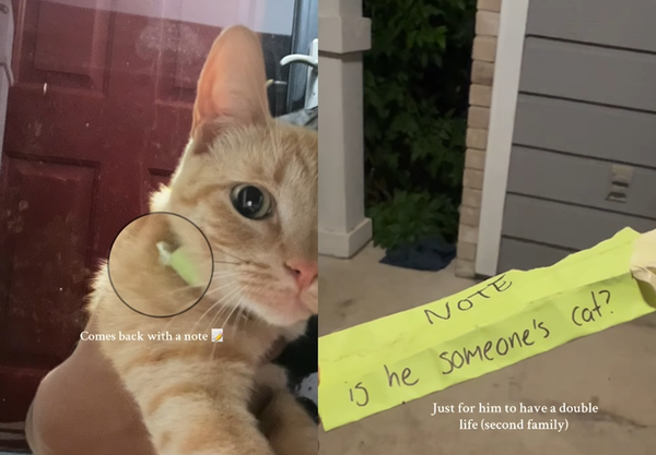 橘貓天天往外跑 女項圈紙條發現「被劈腿真相」:外面有別的主人。(圖/翻攝自Instagram/claux.quin)