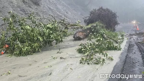 ▲大樹因豪雨沖刷、邊坡落石遭連根拔起橫躺路中,雙向道路均受阻。(圖/記者楊晨東翻攝)