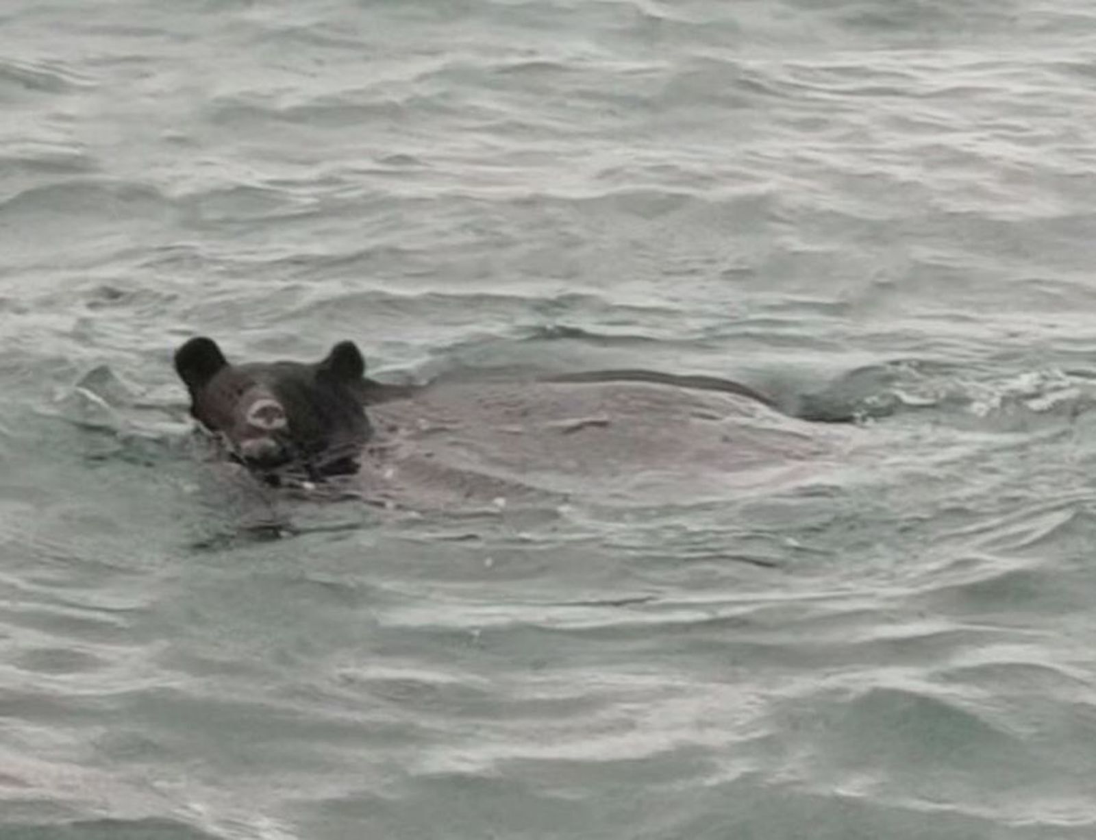 有片/海裡也有熊!青森漁夫遇到「熊游泳」 急call獵人圍捕