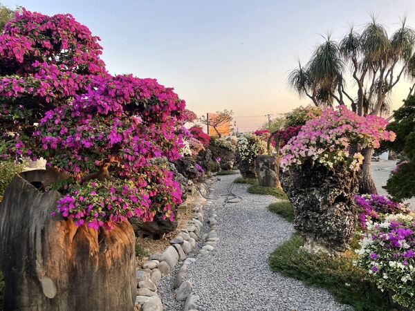 ▲▼藏九花園。(圖/翻攝自藏九花園臉書專頁)