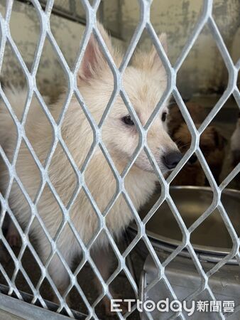 ▲。(圖/社團法人新竹縣流浪動物珍愛協會提供)