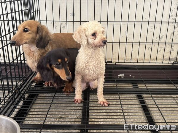 ▲。(圖/社團法人新竹縣流浪動物珍愛協會提供)