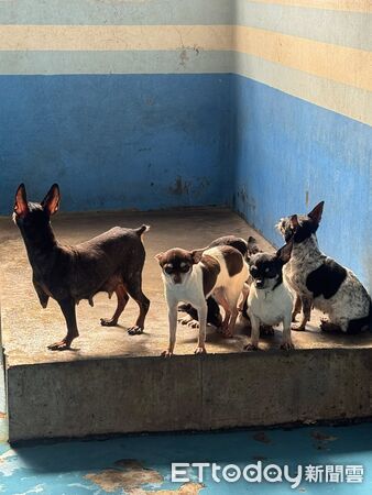▲。(圖/社團法人新竹縣流浪動物珍愛協會提供)