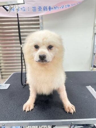 ▲。(圖/翻攝自Facebook/苗栗縣動物保護防疫所 )