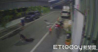 訓練比特犬試試有多兇！無良主人放任無差別攻擊　黑浪慘被咬爆