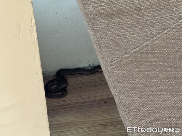 ▲▼ 。(圖/記者鄧木卿攝)