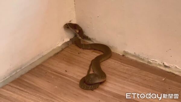 ▲▼ 。(圖/記者鄧木卿攝)