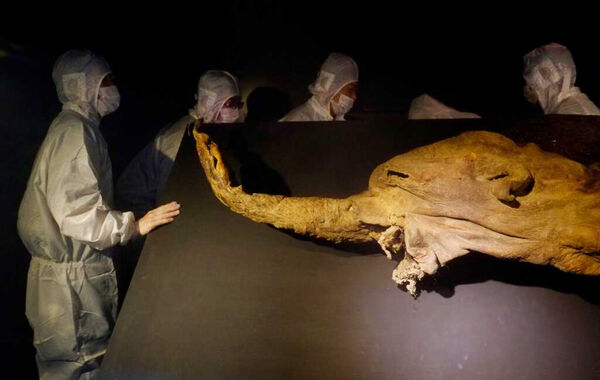 研究團隊從Yuka肌肉與皮膚樣本中成功提取並分析最古老RNA分子,顯示死前基因活性。