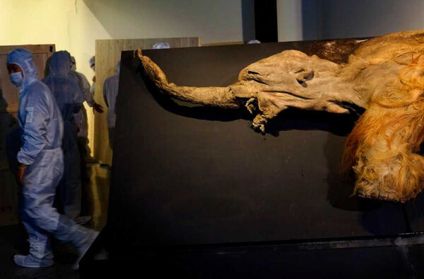 本次研究由哥本哈根大學與瑞典古遺傳學中心合作,揭示冰河時期生物的分子生命證據。