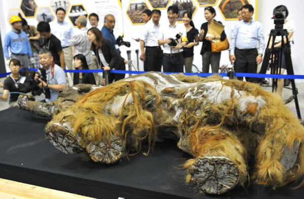 猛瑪象幼象Yuka的遺骸於2010年在西伯利亞永凍土中被發現,保存狀態近乎完整。