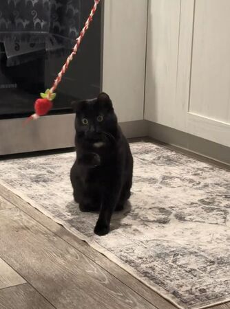 ▲。(圖/翻攝自TikTok/@stinkyystevie)