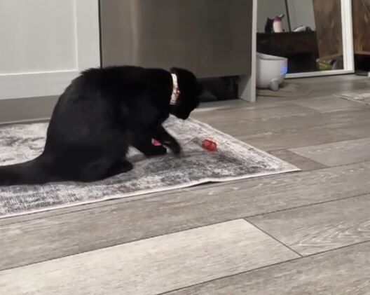 ▲。(圖/翻攝自TikTok/@stinkyystevie)