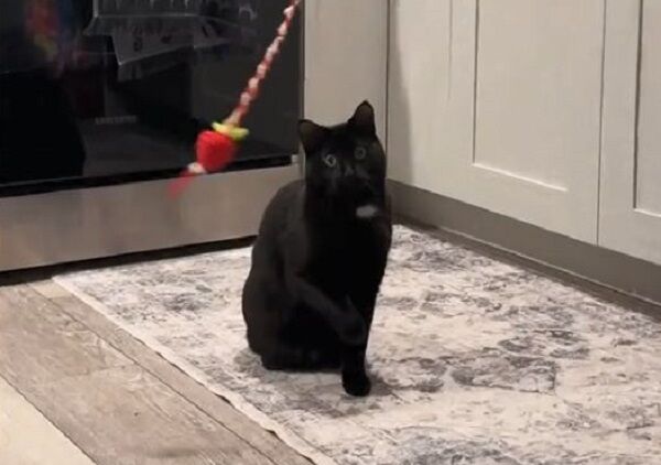 ▲。(圖/翻攝自TikTok/@stinkyystevie)