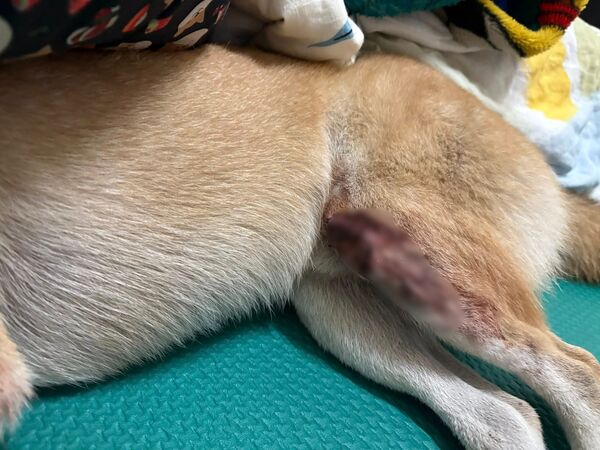 ▲台南市安平區民權路一處機車行,16日晚間9時許,發生遭1部機車行衝撞事件,造成店面大門及店內多處設備受損。(圖/陳品元提供,下同)