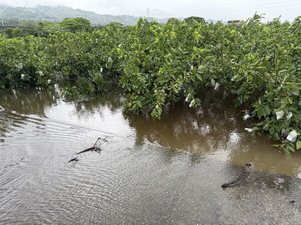 ▲連續2次颱風襲擊,彰化芭樂農損失慘重。(圖/民眾提供)
