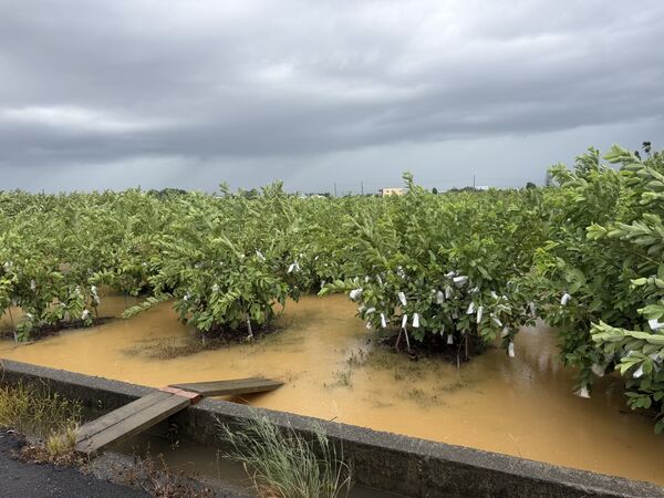 ▲連續2次颱風襲擊,彰化芭樂農損失慘重。(圖/民眾提供)