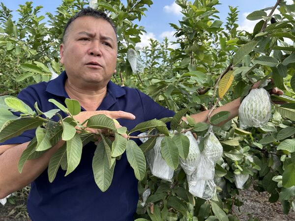 ▲連續2次颱風襲擊,彰化芭樂農損失慘重。(圖/民眾提供)