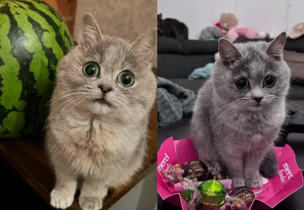 收養小貓半年都沒長大 獸醫發現「迷你真相」。(圖/翻攝自Instagram/theminimasi)